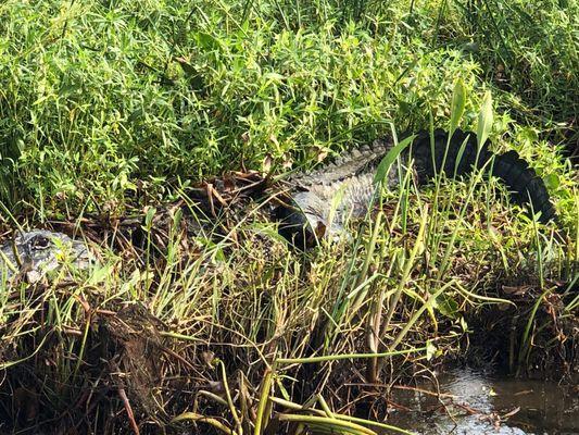 Large alligator chillin