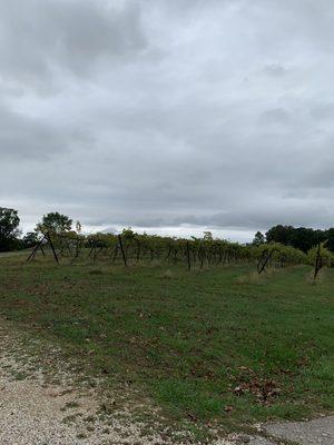 Vineyards