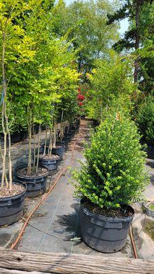 Pine Lake Nursery & Landscaping