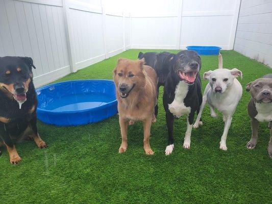 Dog play group