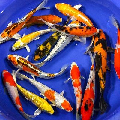 Koi and Goldfish