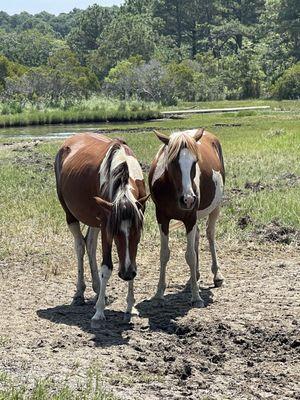 Wild horses -where Misty once lived.