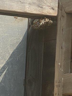 2 of 3 large wasp nests