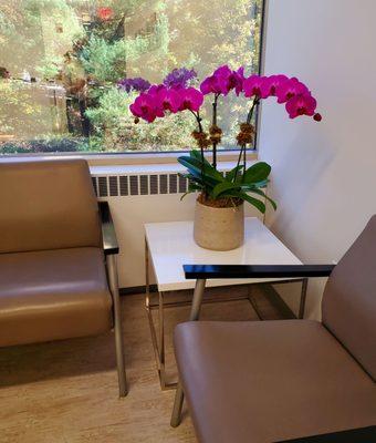 Lovely orchids in the waiting room - (10/21/2021)