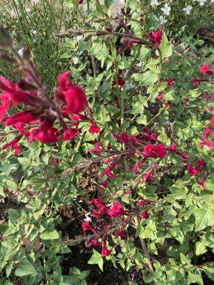 Texas red sage