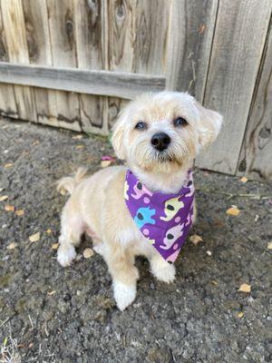 Biko looking handsome with his new haircut, 10/31!