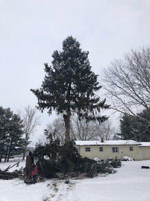 Before and after pictures of tree removal!