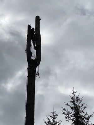 Columbia Climbers Tree