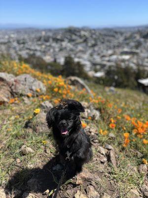 Corona Heights Park