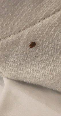 Ooo a grown ass bed bug