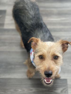 Terrier mix