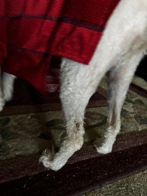 Left leg was wounded when grooming, was not even told until I got there!!