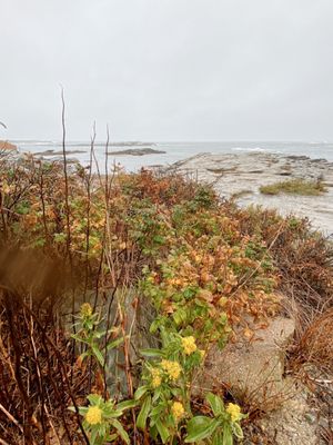 A little Bit of autumn on the shore.