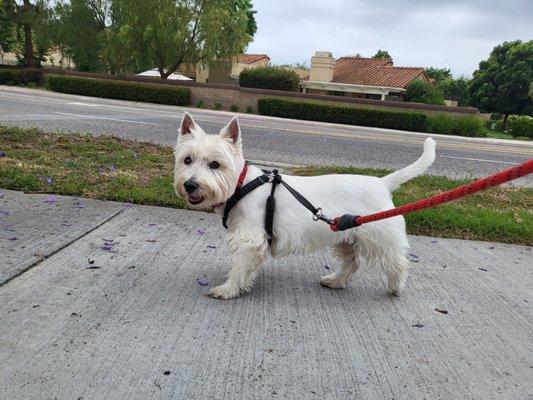 Enjoying his walk.