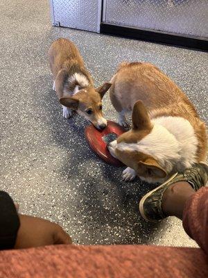 Their two corgis