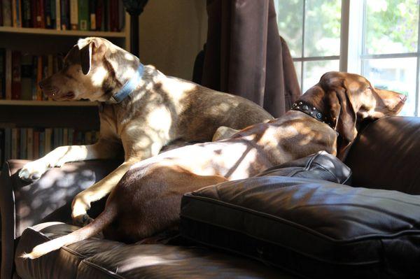 Lounging in the living room.