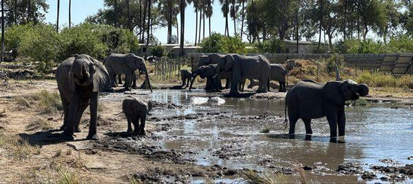 Elephants at a water hole