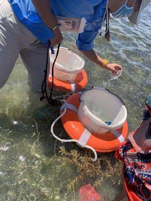 These buckets were used to put our catch for viewing later and then released back once the presentation is finished.