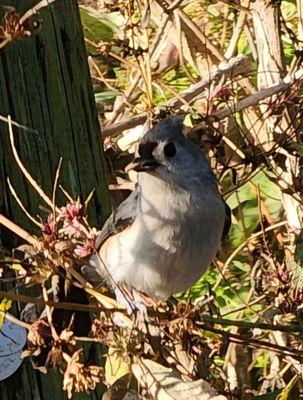 Tufted titmouse