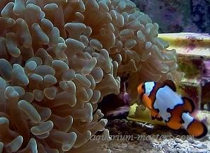 Hammer coral with ORA snowflake