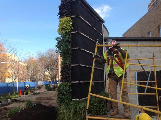 Green Ivy Wall Construction