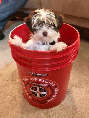 Lilly in a Firehouse Subs pickle bucket