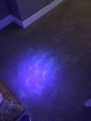 Certified pet urine and odor removal specialists. (UV light to detect exact location)