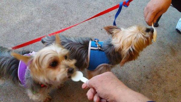 So creamy, delicious ice cream. Even the dogs love it!!