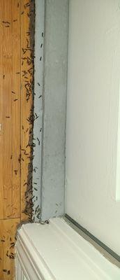 Swarming termites at the Grace Ave property in 2022.