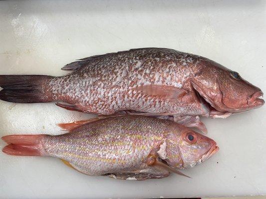 Mangrove and vermillion snapper