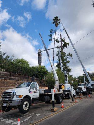 PALM TREE REMOVAL