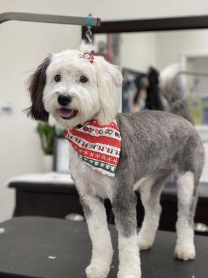 Best Pet Grooming in Valparaiso