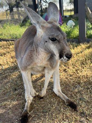 Pongo the kangaroo!