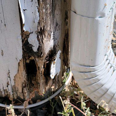 Carpenter ant damage