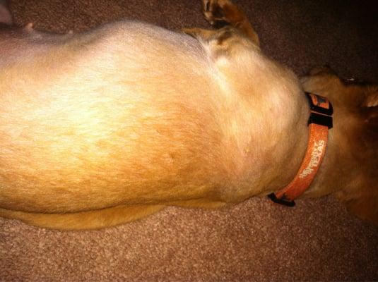 My dog has bumps and cuts all over her back..