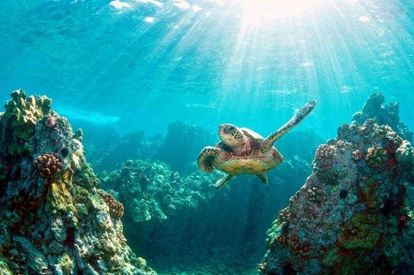 Turtle encounter with Captain Stewys Charters. #1 snorkeling the reef trip in Key Largo. John Pennekamp Coral Reef State Park