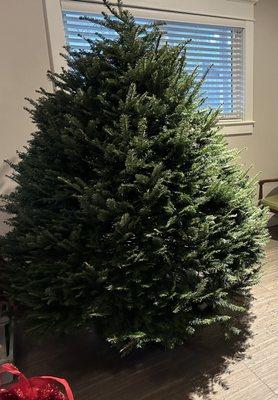 Montana Fresh Christmas Trees