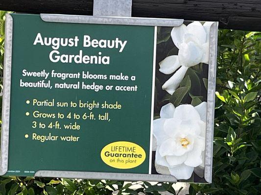 I finally got my August beauty gardenia