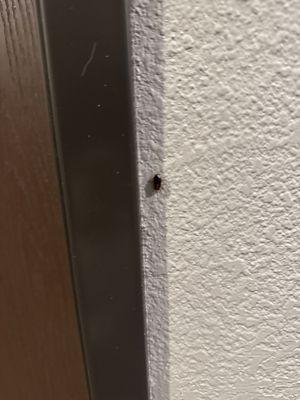 roaches on the walls