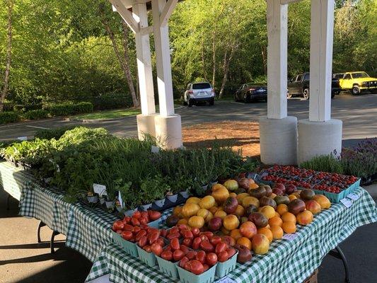 Fresh Roma, Heirloom, and cherry tomatoes. 
A variety of starter herbs and vegetable plants for gardens.