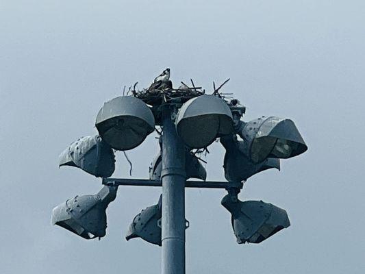 Osprey nest.