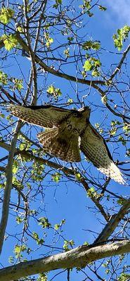 Red tailed hawk