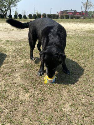 Luke loves his peanut butter pup cup!