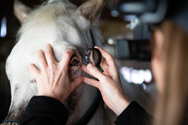 We are proud to provide ocular care to hard-working teams in our area, such as the therapy horses of Untamed Spirit in Pungo.