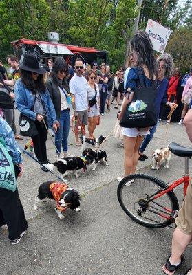 Puppy parade