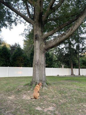 Before (70 lb dog for reference how big this tree was)