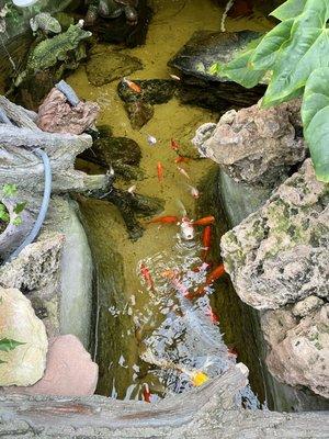 The cutest little Koi pond!