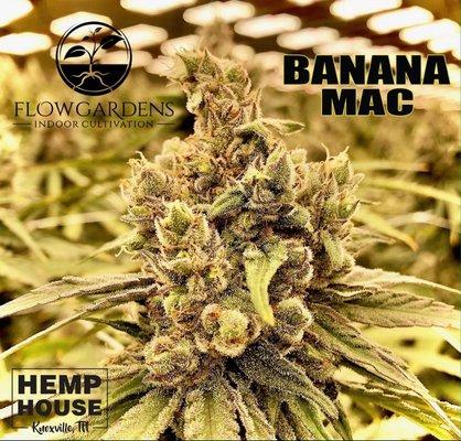 Banana Mac from Flow Gardens now at Hemp House Knoxville!