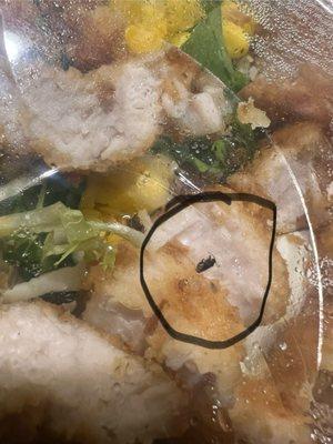 A bug in my salad