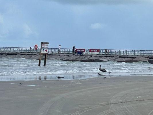 The jetty and some birds